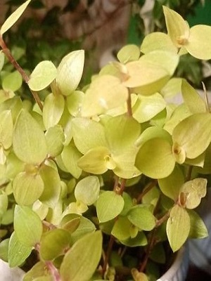 CALLISIA repens 'Gold'